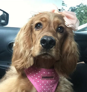 Parisian Pet - Freedom Harness Pink Dot - Southern Agriculture 
