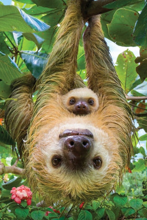 Eurographics Puzzles - Puzzle Sloths