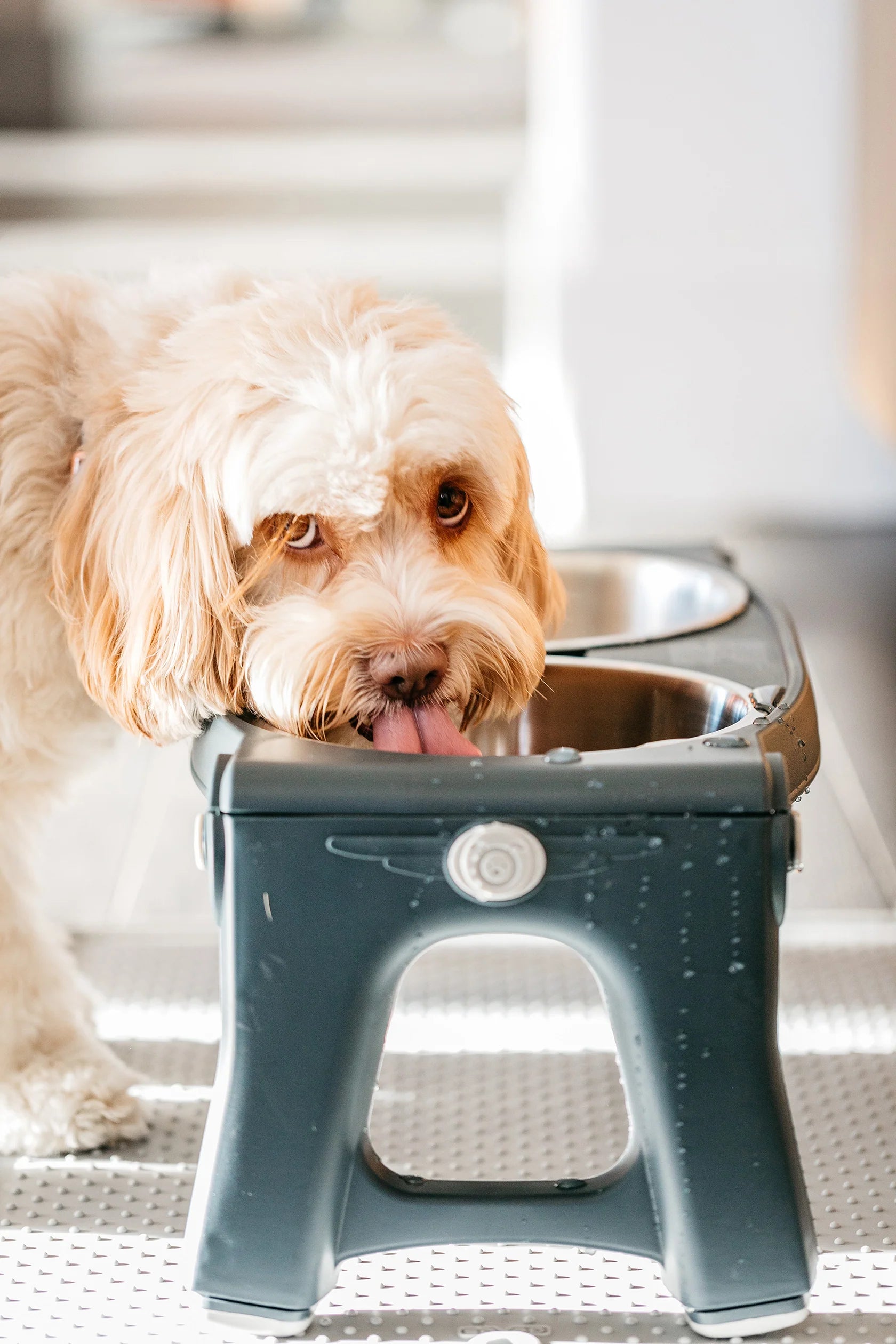 Dexas International - Pet Feeder Adjustable Height - Southern Agriculture 