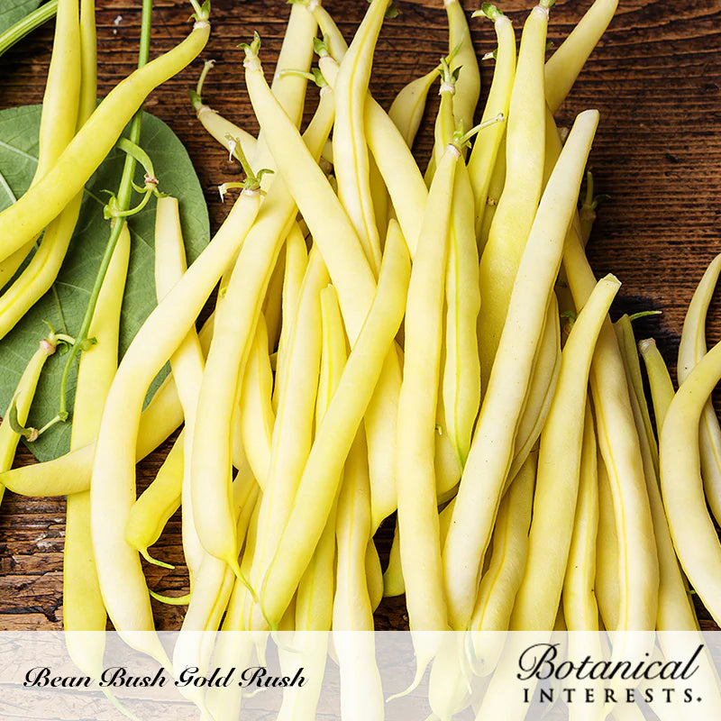 Botanical Interests, Inc. - Bean Bush (Yellow) Gold Rush Seeds