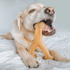 Benebone - Wishbone Nylon Chew Toy Chicken - Southern Agriculture 