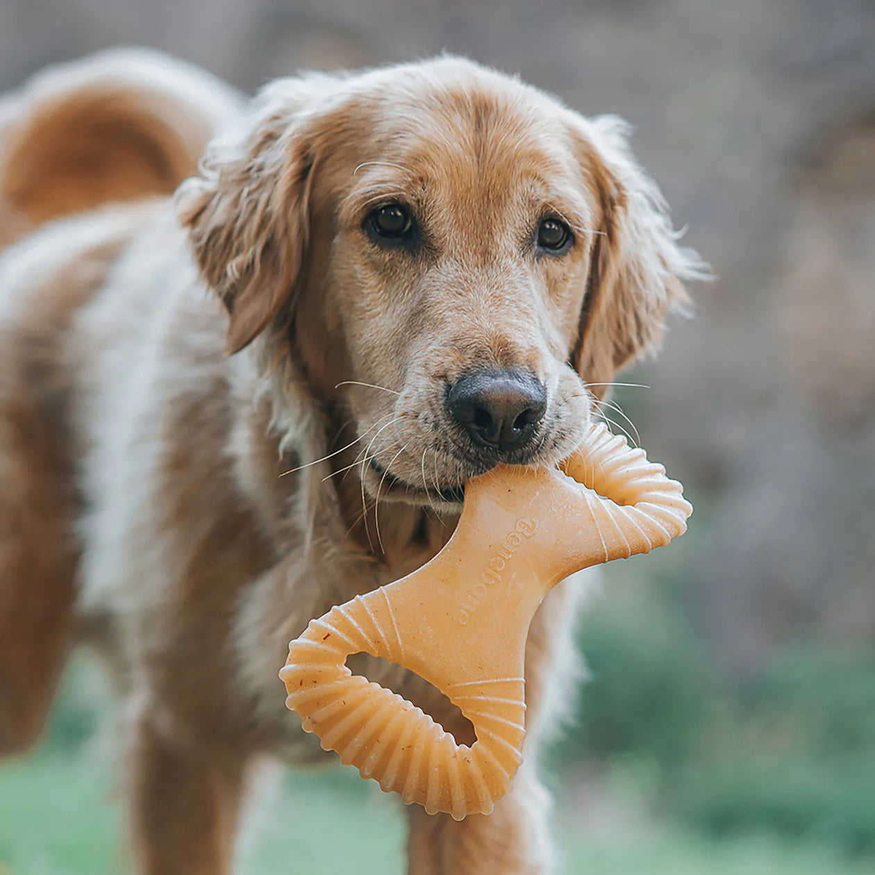 Benebone - Dental Nylon Chew Toy Chicken