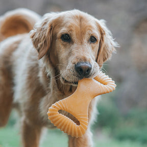 Benebone - Dental Nylon Chew Toy Chicken