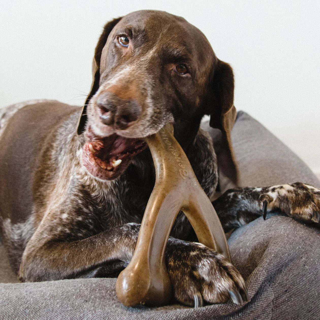 Benebone - Wishbone Nylon Chew Toy Bacon - Southern Agriculture 