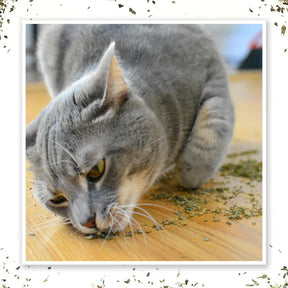 Meowijuana - Purrple Passion Catnip & Silvervine Blend - Southern Agriculture 