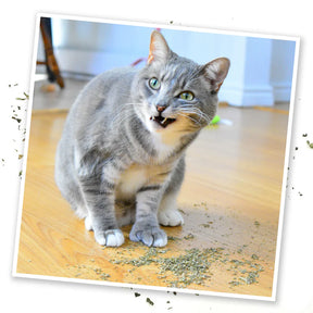 Meowijuana - Purrple Passion Catnip & Silvervine Blend - Southern Agriculture 