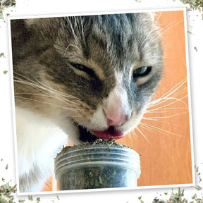 Meowijuana - Meowi Waui