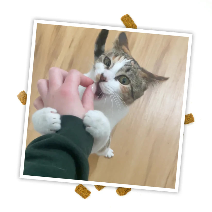 Meowijuana - Crunchie Munchies Chicken & Catnip Treats
