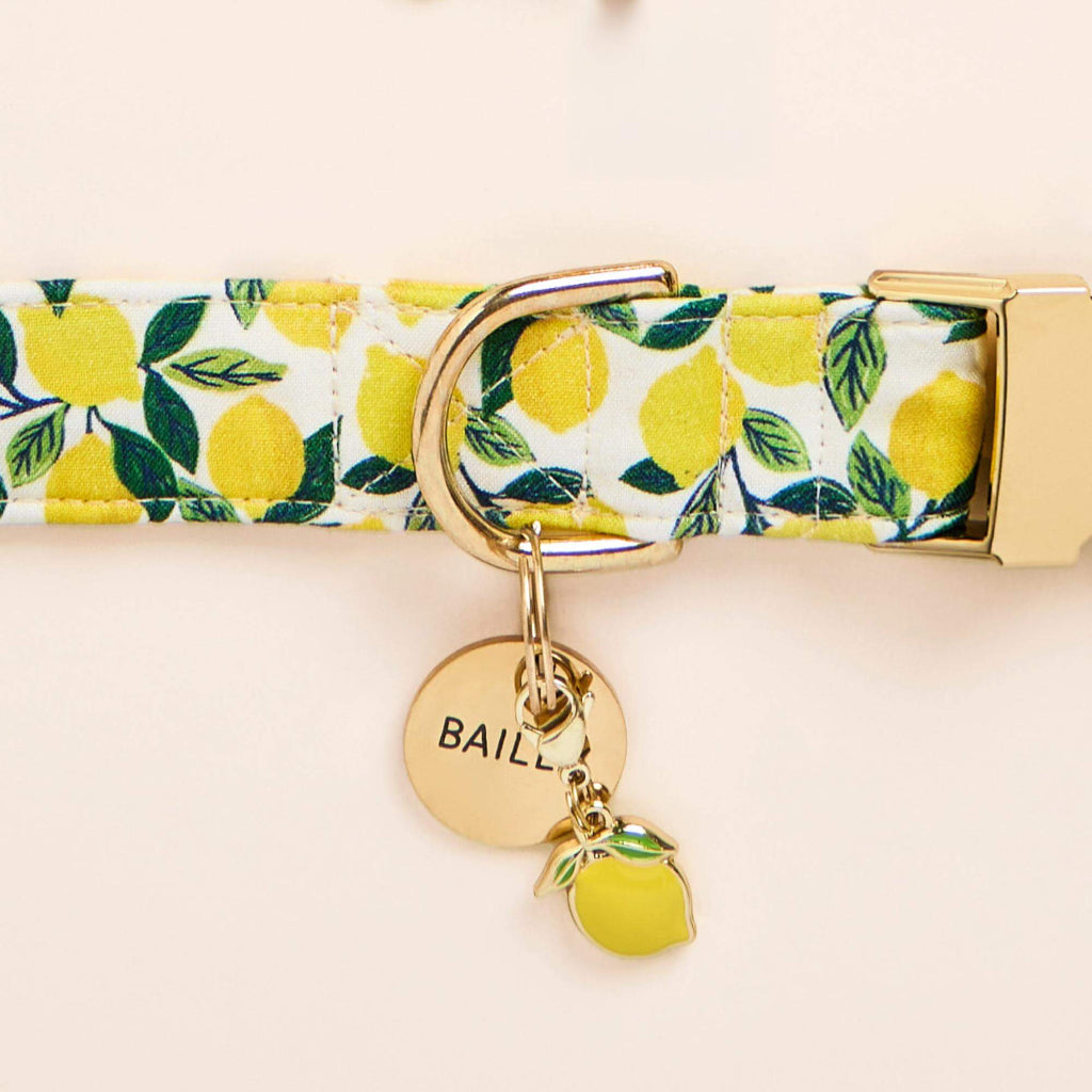 Foggy Dog - Dog Collar Lemon Zest