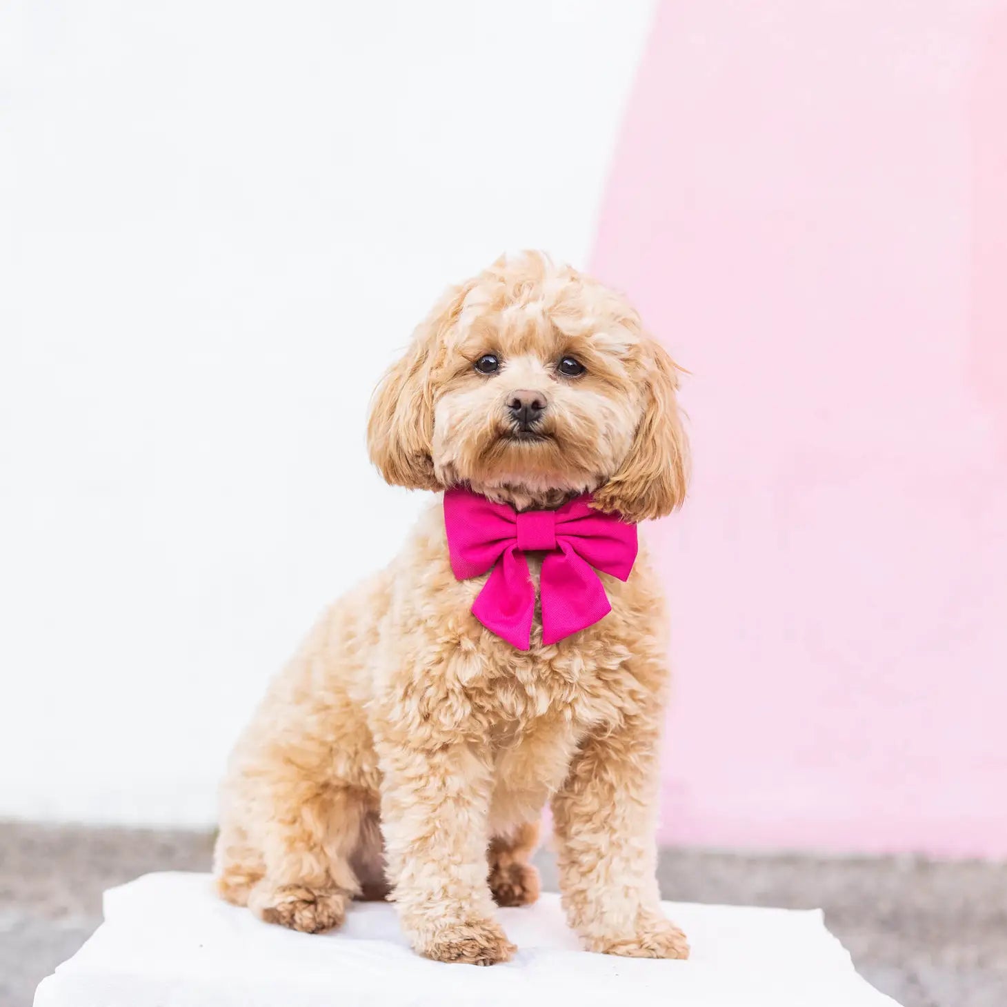 The Foggy Dog - Lady Dog Bow Hot Pink
