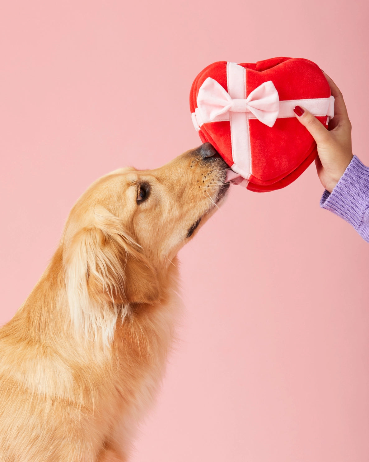The Foggy Dog - Dog Toy Be My Valentine Interactive Snuffle Heart Box - Southern Agriculture 
