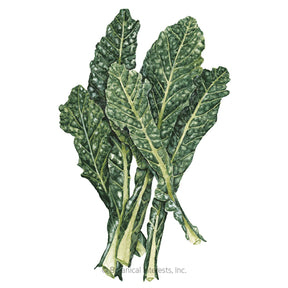 Botanical Interests, Inc. - Kale Italian Lacicato Dinosaur Seeds