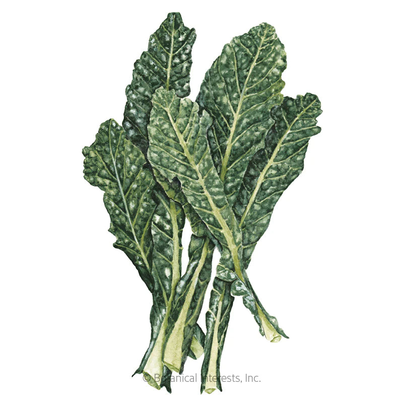 Botanical Interests, Inc. - Kale Italian Lacicato Dinosaur Seeds