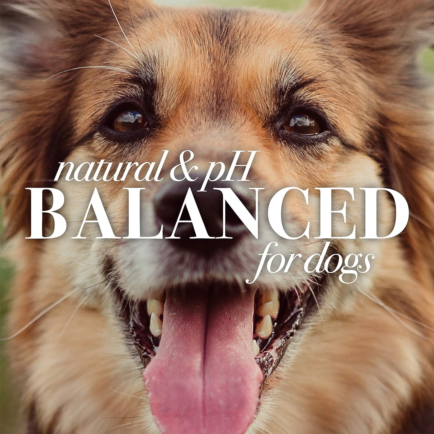 Burt's Bees - Calming Dog Shampoo w/ Lavender & Green Tea