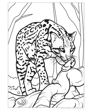 Wellspring- Coloring Book - Great Amazon & Rainforest