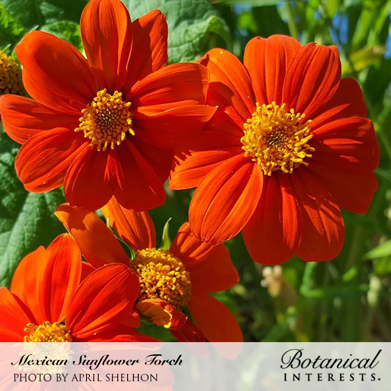 Botanical Interests, Inc. - Sunflower Mexican Torch Organic Seeds