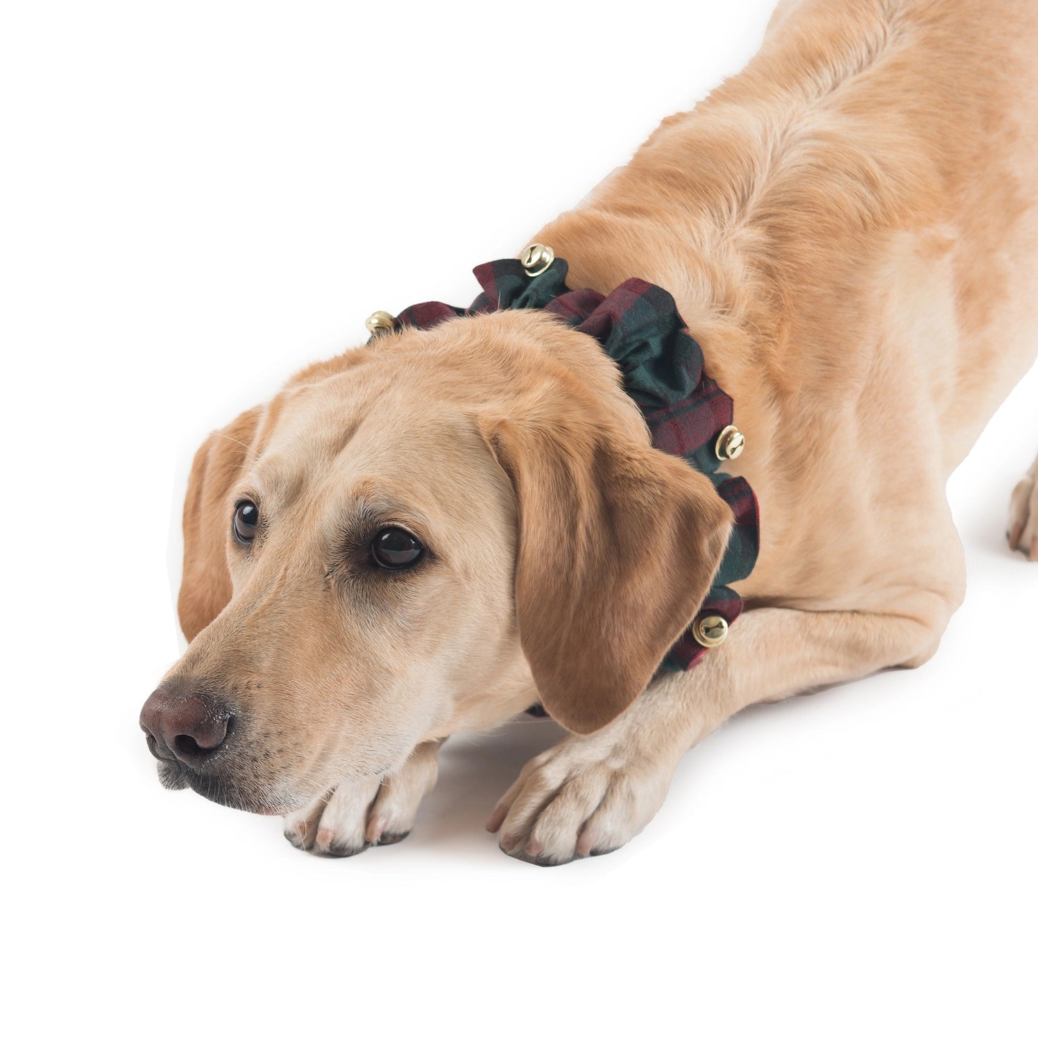 Carolina Pet Company - Pendleton Plaid Red Ombre Dog Collar