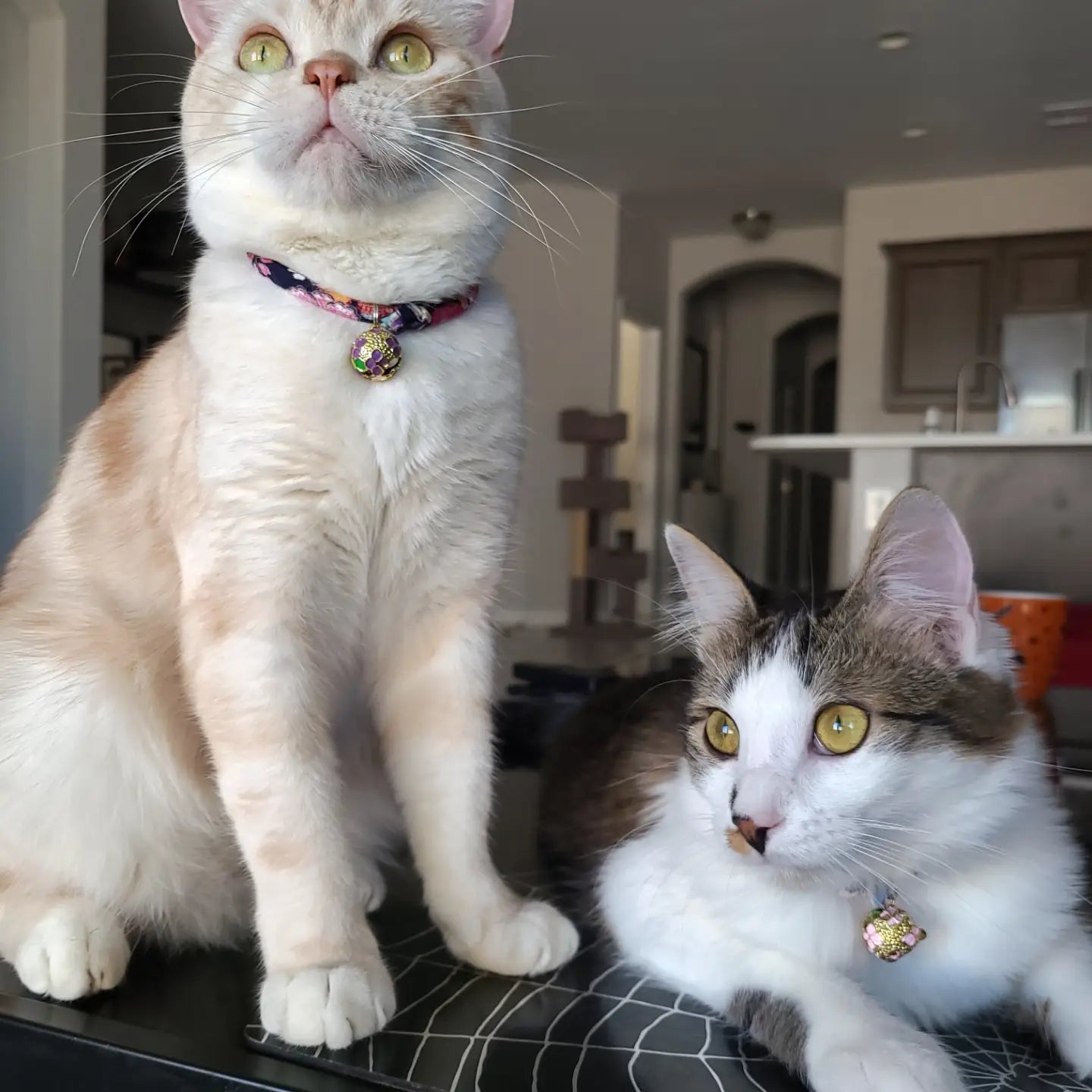 Moon-X USA - Cat Collar Chirimen Sakura