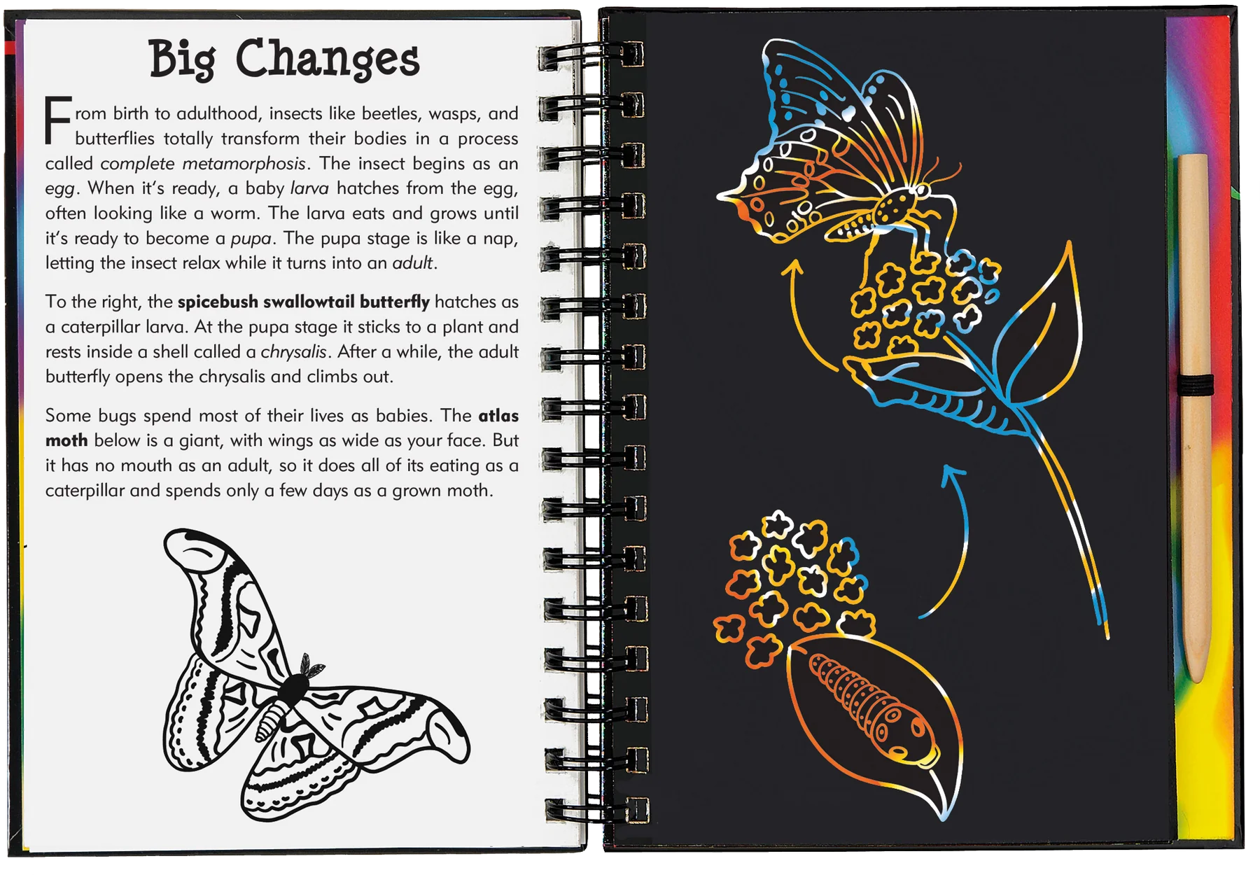 Peter Pauper Press - Scratch & Sketch Bugs
