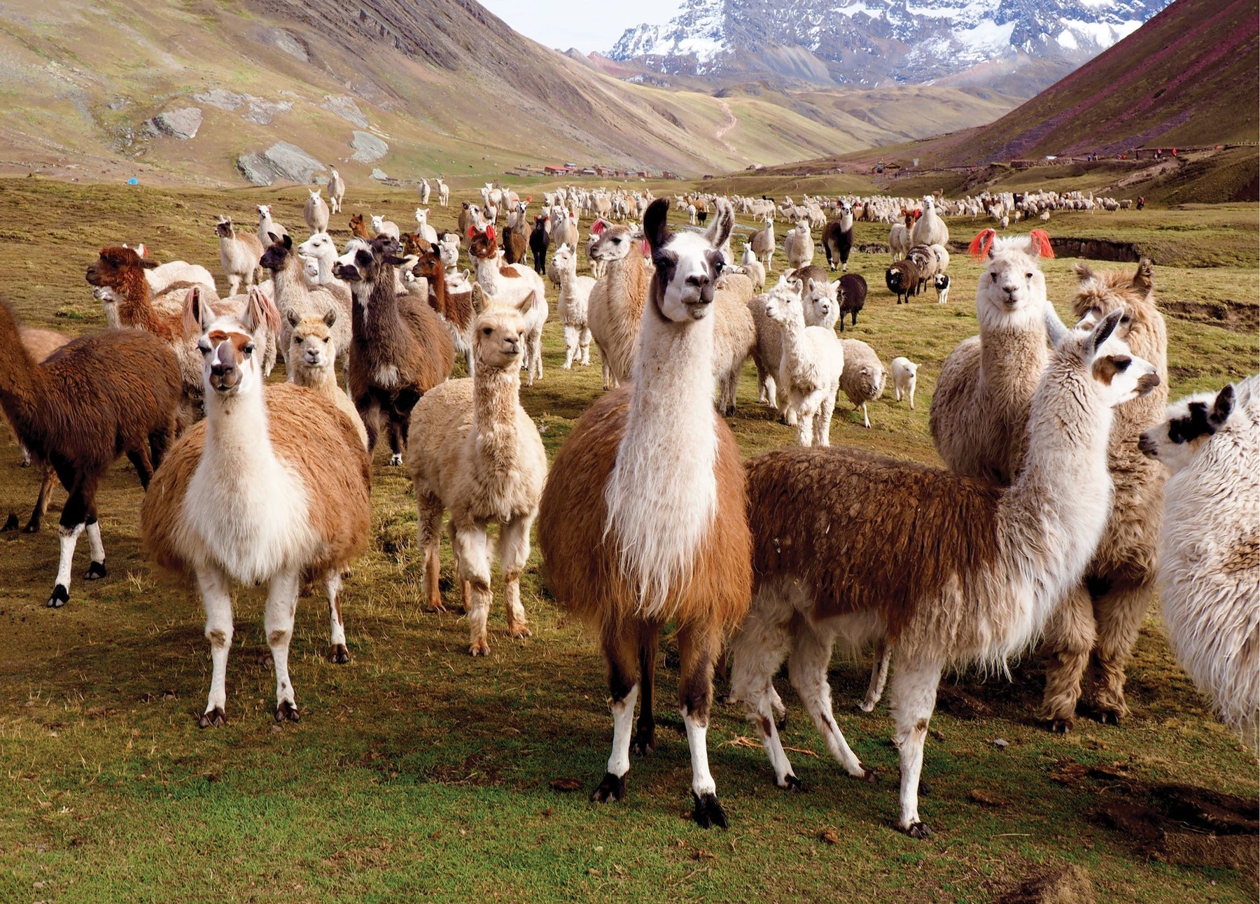 Peter Pauper Press - Puzzle Llamas 1000 Piece