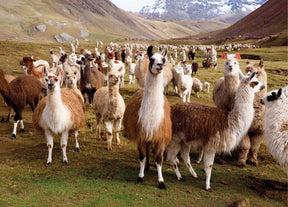 Peter Pauper Press - Puzzle Llamas 1000 Piece