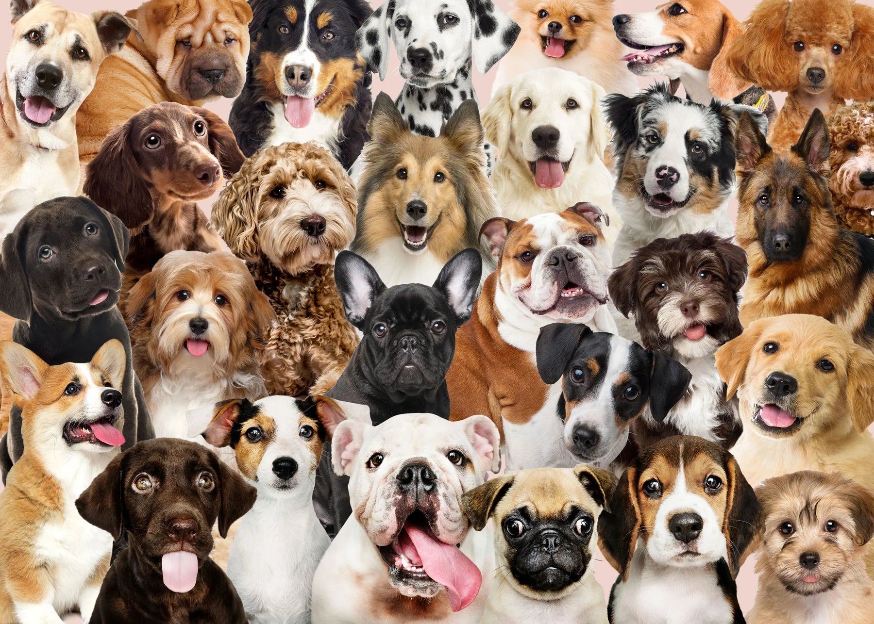 Peter Pauper Press - Puzzle All the Dogs 1000 Piece