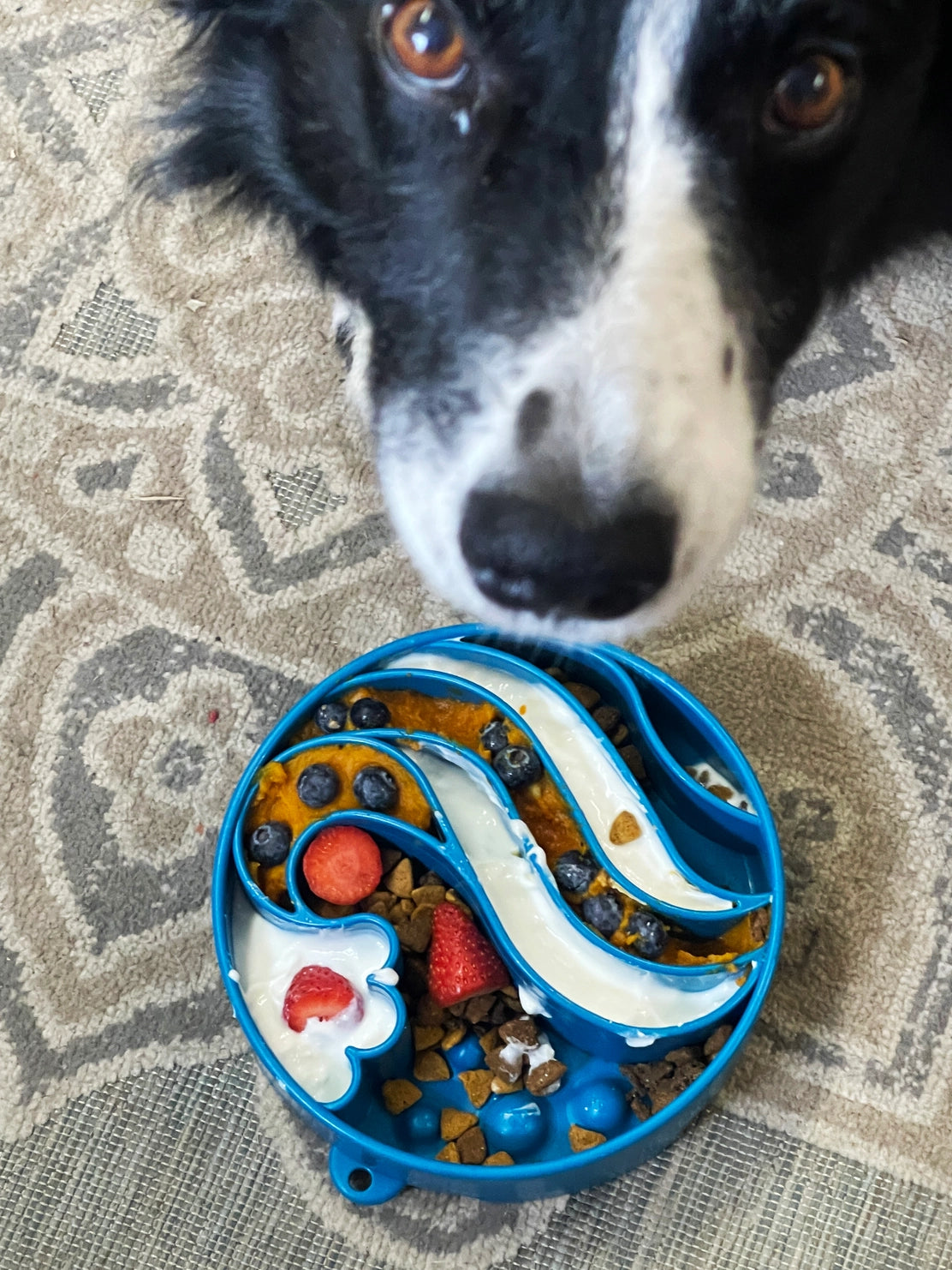 SodaPup - eBowl Enrichment Slow Feeder Dog Bowl - Wave Design