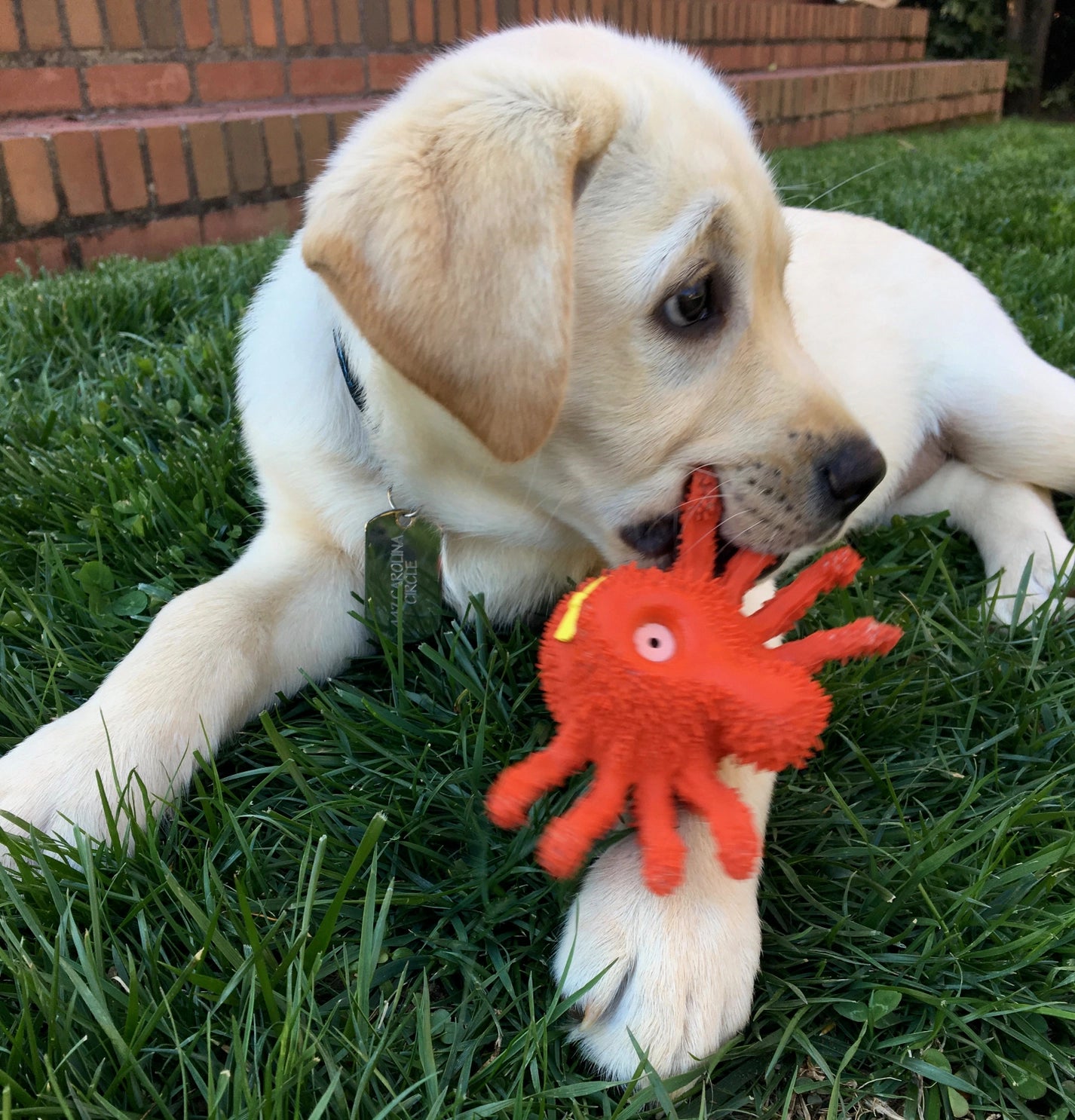 Lanco - Toys - Dog Toy Sensory Squeaky Spider