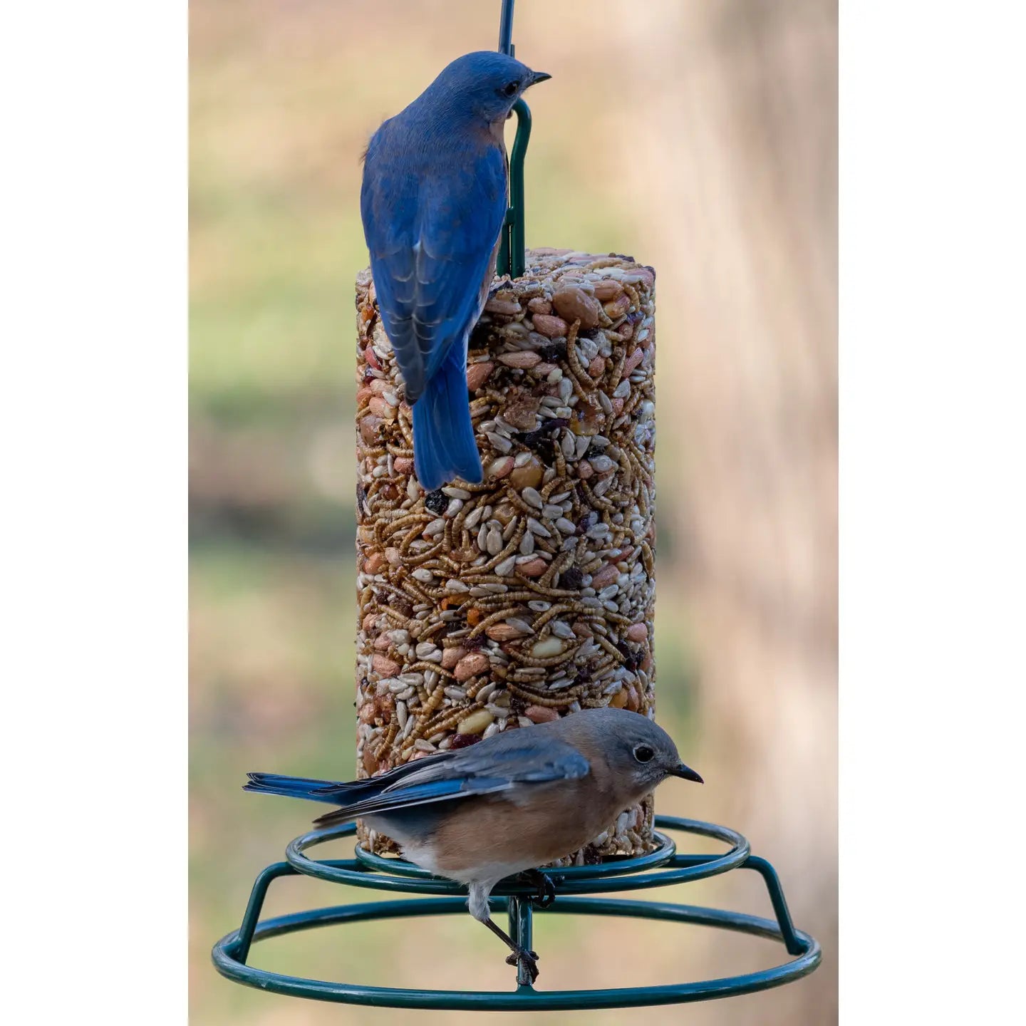 Mr. Bird - Cylinder Bugs, Nuts, & Fruit