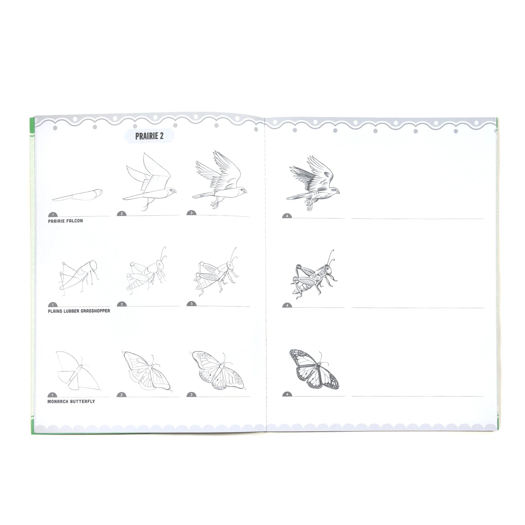 eeBoo - Learn to Draw Bugs, Birds & Butterflies