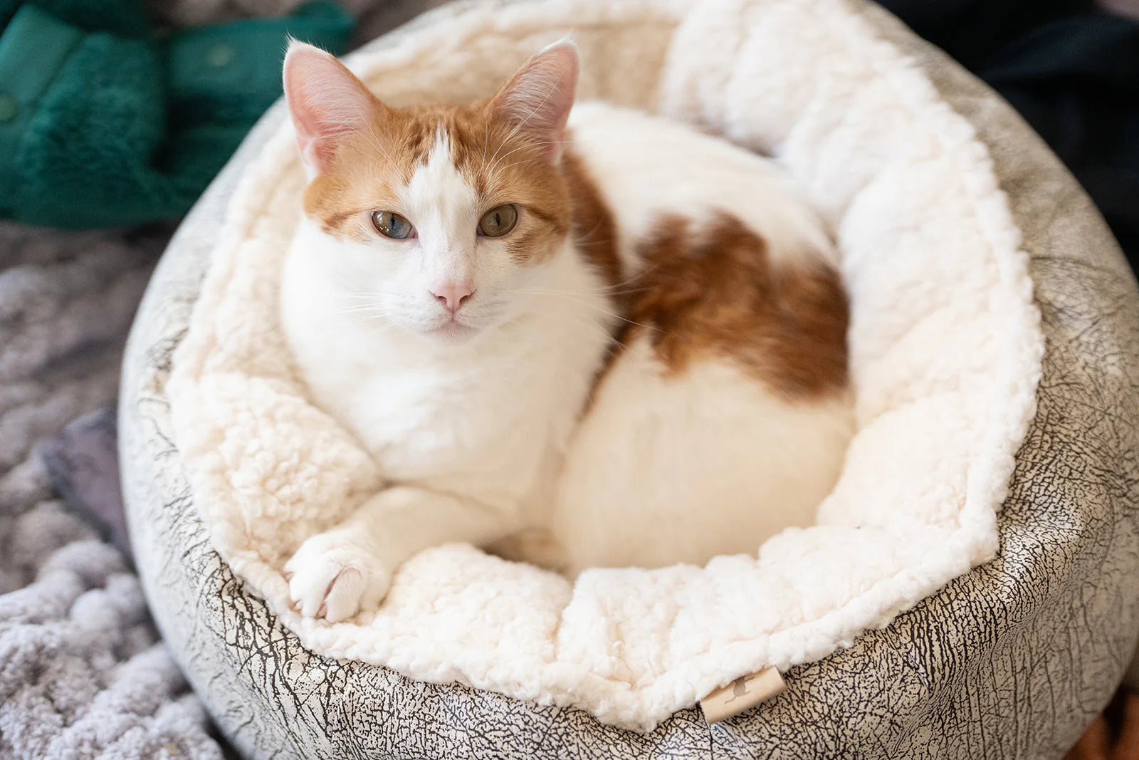 P.L.A.Y Pet Lifestyle And You - Cat Cuddler Round