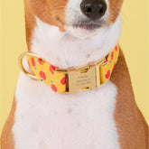 The Foggy Dog - Dog Collar Olipop x TFD Crisp Apple