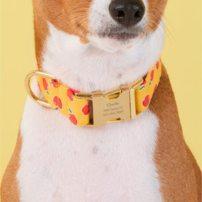 The Foggy Dog - Dog Collar Olipop x TFD Crisp Apple