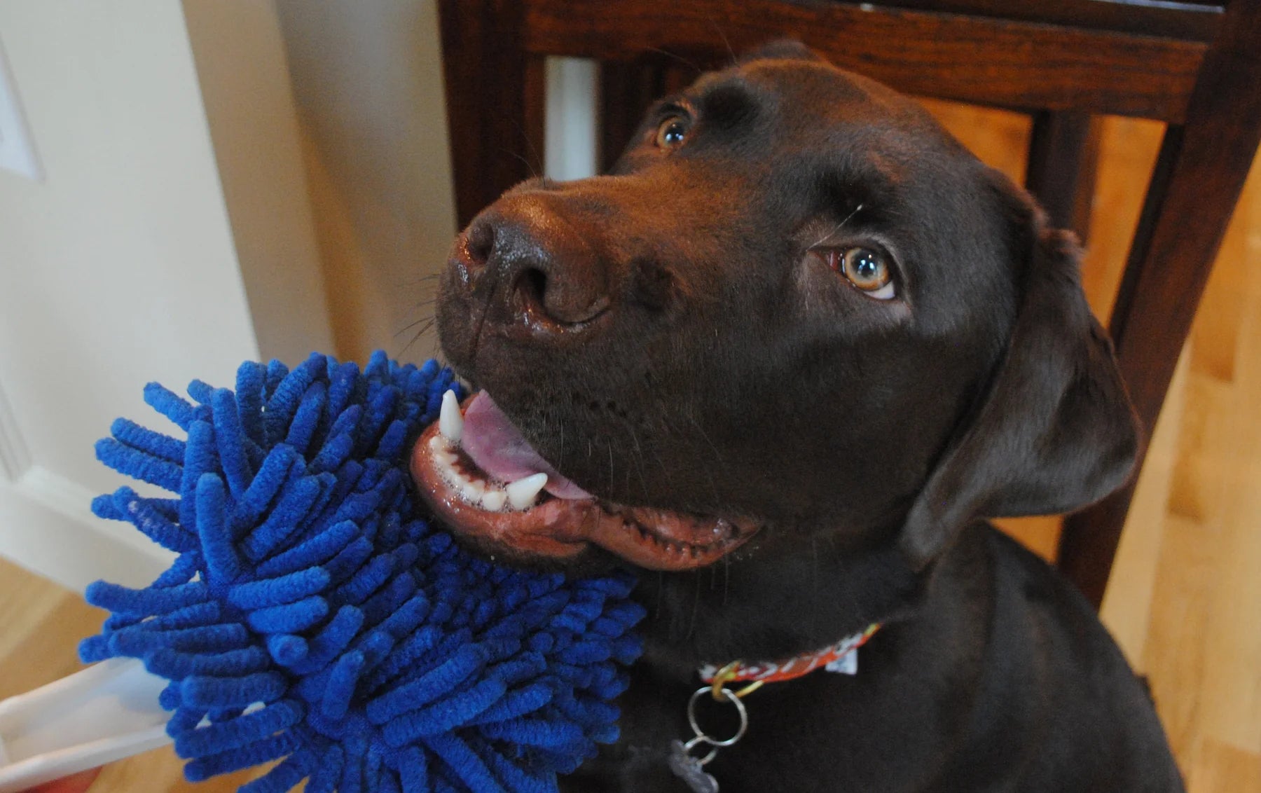 Soggy Doggy Doormat - Soggy Doggy Slobber Swabber