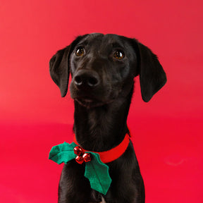 Talking Tables - Christmas Dog Collar Accessory Holly
