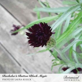 Botanical Interests, Inc. - Black Magic Bachelor's Button Seeds - Southern Agriculture 