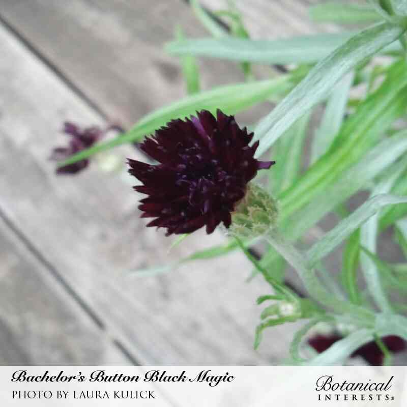 Botanical Interests, Inc. - Black Magic Bachelor's Button Seeds - Southern Agriculture 
