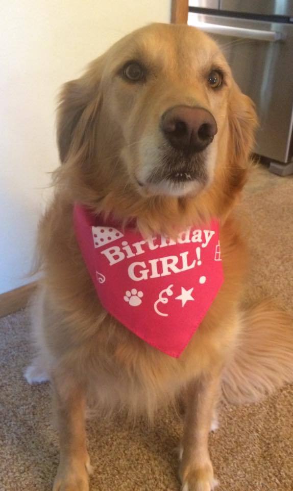 FunDog Bandanas - Dog Bandana Birthday Girl