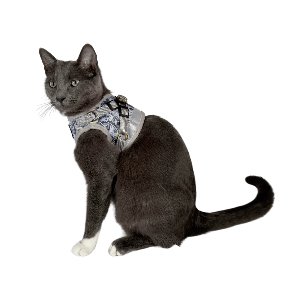 Travel Cat - Harness & Leash Set - "Cash Cat"
