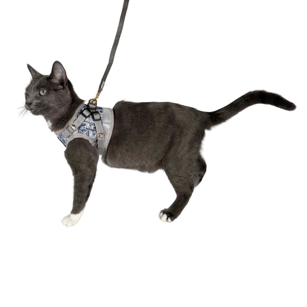 Travel Cat - Harness & Leash Set - "Cash Cat"