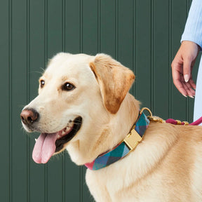 The Foggy Dog - Dog Collar Color Pop Flannel