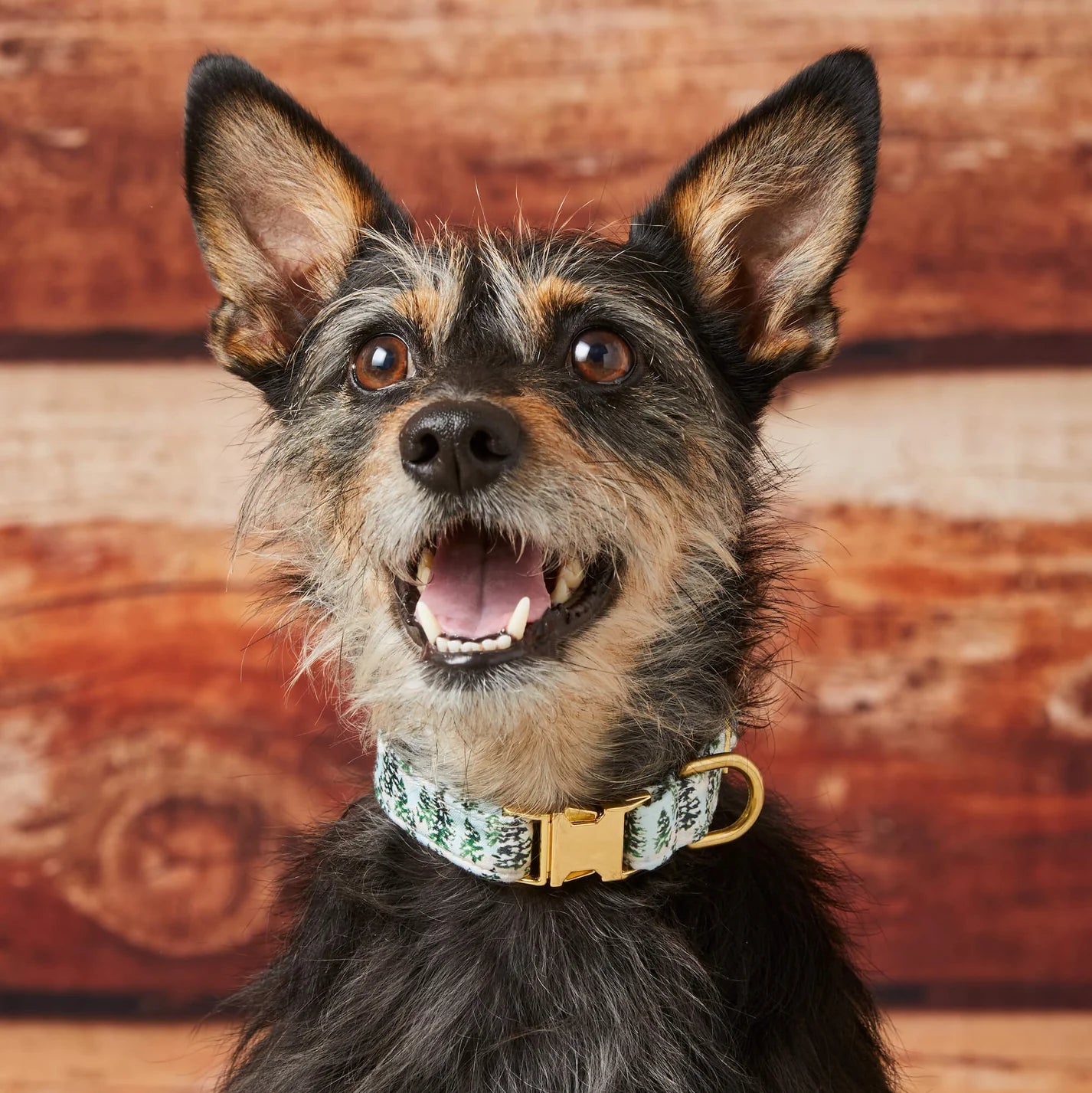 The Foggy Dog - Dog Collar Gray Malin with Trees