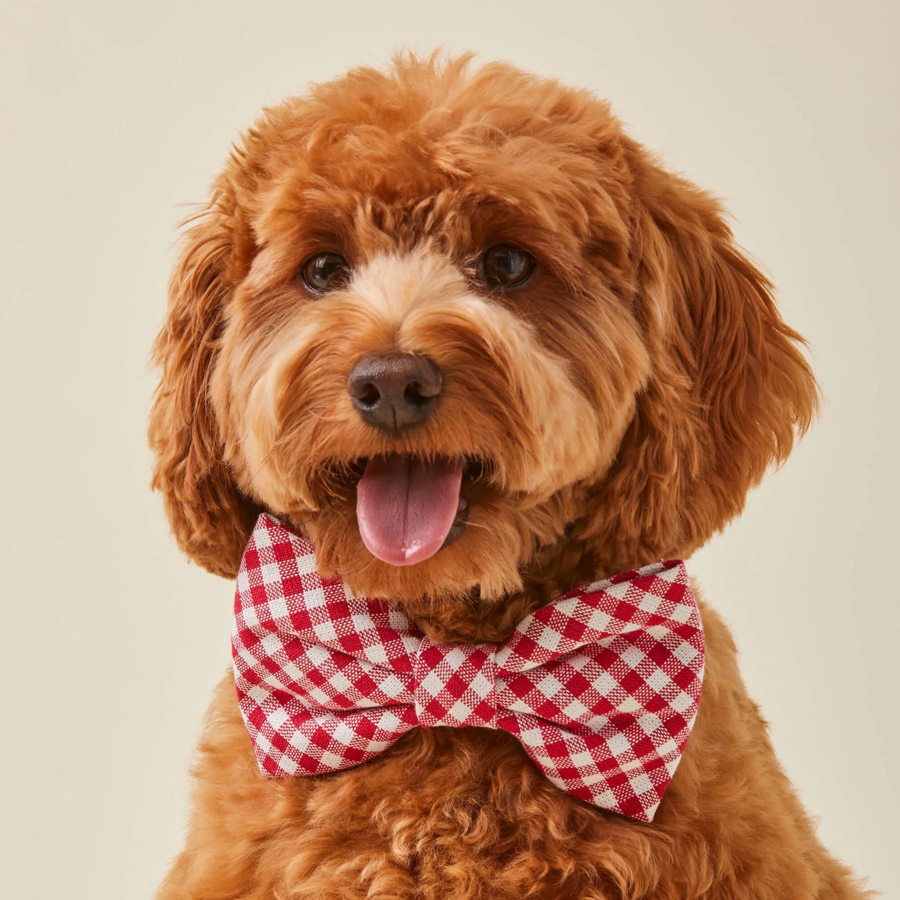 The Foggy Dog - Dog Bow Tie Red Gingham