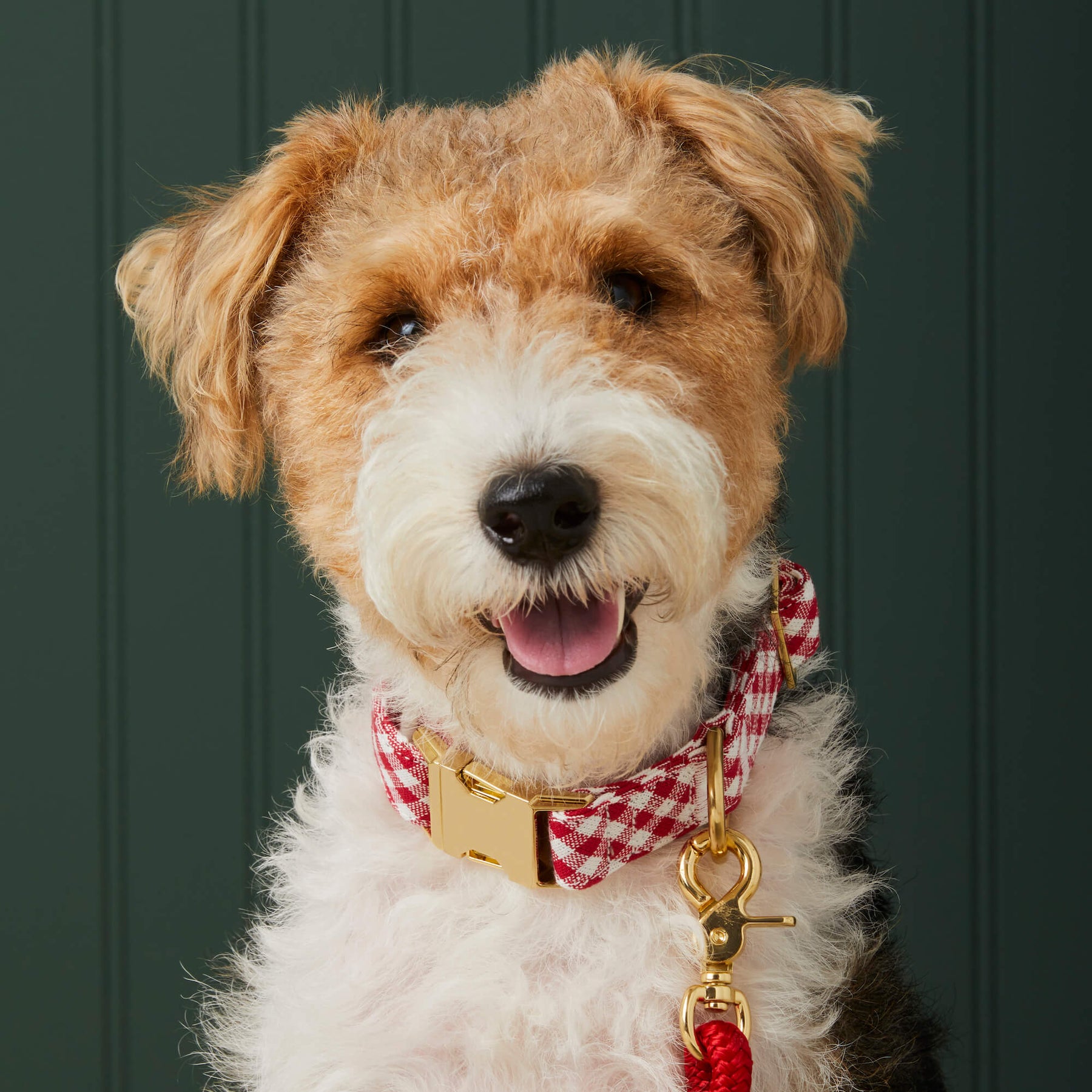 The Foggy Dog - Dog Collar Red Gingham