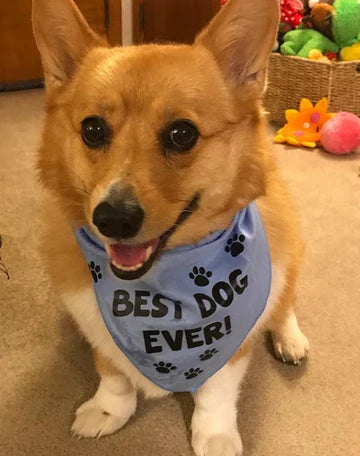 FunDog Bandanas - Dog Bandana Best Dog Ever