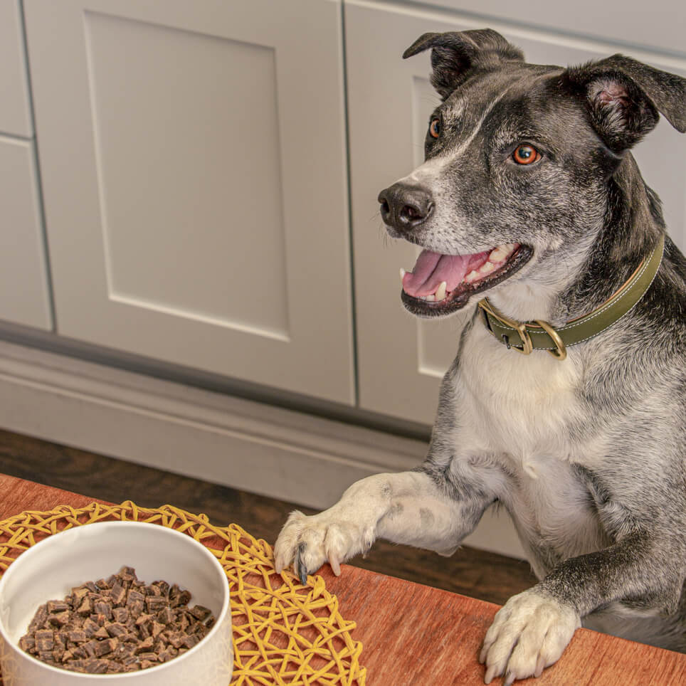 Badlands Ranch - Superfood Complete Chicken Adult Gently Air-Dried Dog Food - Southern Agriculture 