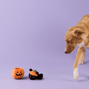 The Foggy Dog - Dog Toy Cat-O'-Lantern 2-In-1
