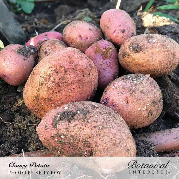 Botanical Interests, Inc. - Potato Clancy hybrid Seeds