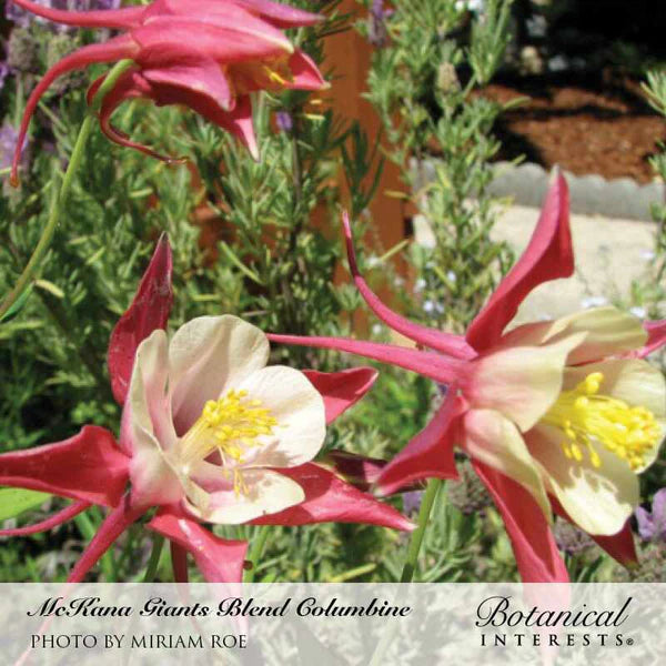 Botanical Interests, Inc. - Columbine McKana Giants Blend Seeds