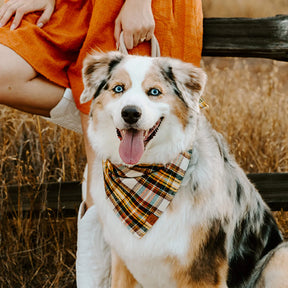 The Foggy Dog - Bandana Dog Cornucopia Plaid Flannel